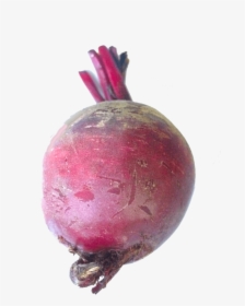 Common Beet , Png Download - Beetroot Png, Transparent Png, Transparent PNG