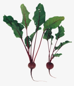 Beet - Beet Plant Png, Transparent Png, Transparent PNG