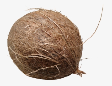 Brown Coconut Png, Transparent Png, Transparent PNG