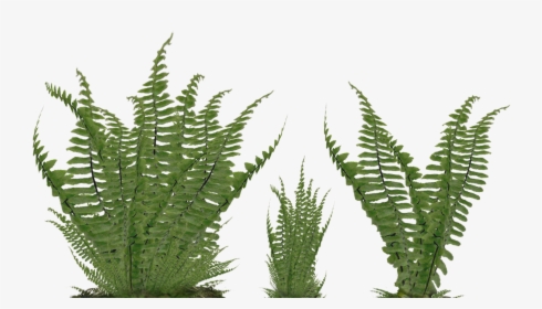 Fern Foliage Png Stock Photo 2081 Assorted Ground By - Ferns Png, Transparent Png, Transparent PNG