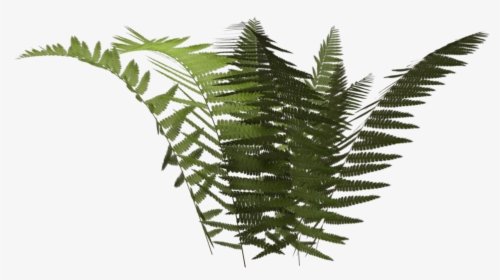 Thumb Image - Ostrich Fern, HD Png Download, Transparent PNG