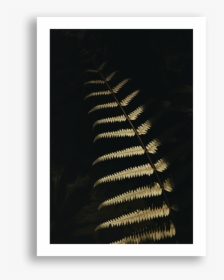 Fern 2, Nyungwe, HD Png Download, Transparent PNG