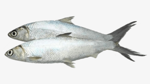 Coregonus Lavaretus, HD Png Download, Transparent PNG