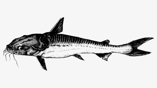 Fish, HD Png Download, Transparent PNG