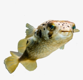 Image - Cat Head Fish Body, HD Png Download, Transparent PNG