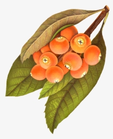 Leaves Clipart Berry - Berry Illustration Png Vintage, Transparent Png, Transparent PNG