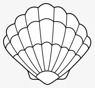 Shell Black And White Clipart, HD Png Download, Transparent PNG