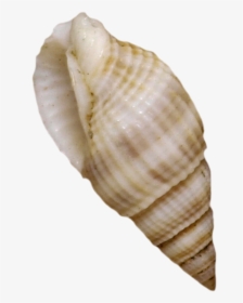 Cockle Seashell Mussel Shellfish - Seashell, HD Png Download, Transparent PNG