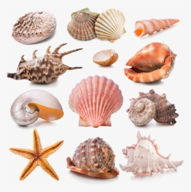 Seashell Collection, HD Png Download, Transparent PNG