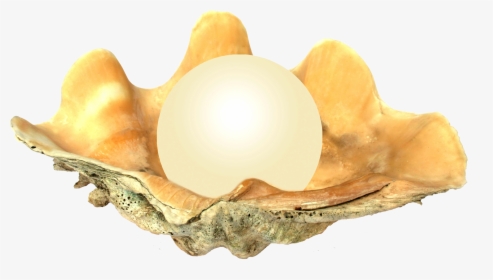 Seashell Png - Pearl In Oyster, Transparent Png, Transparent PNG