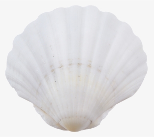 6 Irish Deep Seashells - Baltic Clam, HD Png Download, Transparent PNG