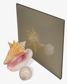 Shell, HD Png Download, Transparent PNG
