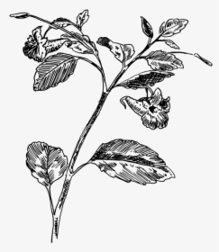 Drawing Computer Icons Medicinal Plants Herb - Botanical Drawing Herb Png, Transparent Png, Transparent PNG