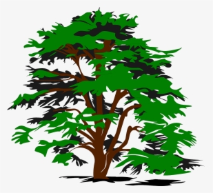 Cedar Tree Clip Art, HD Png Download, Transparent PNG