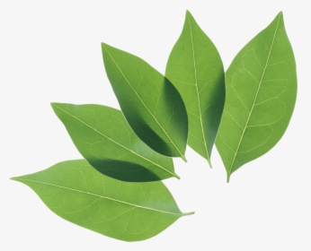 Green Leaves Png Image, Transparent Png, Transparent PNG