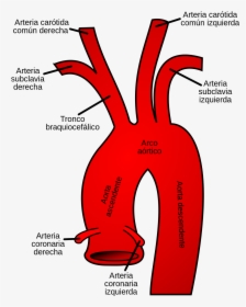 Aortic Arch, HD Png Download, Transparent PNG