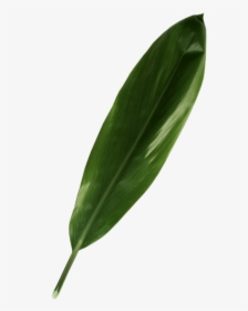 Green Ti Leaf - Leaf, HD Png Download, Transparent PNG