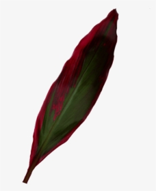 Red Shiny Leaf Ti - Canna Family, HD Png Download, Transparent PNG