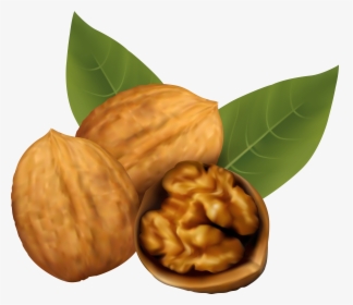 Fruits Clipart Nuts - Walnut Clipart, HD Png Download, Transparent PNG