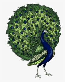 Peacock Clipart, HD Png Download, Transparent PNG