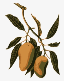 Mango Fruit On A Branch - Botanical Illustrations Mango Fruit, HD Png Download, Transparent PNG