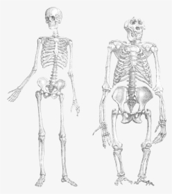 Chimpanzee Vs Human Skeleton, HD Png Download, Transparent PNG