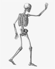 Halloween Skeleton Png Image With Transparent Background - Skeleton Transparent Background, Png Download, Transparent PNG
