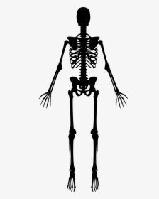 Full Body Skeleton Png Free Download - Skeleton Clipart Black And White, Transparent Png, Transparent PNG