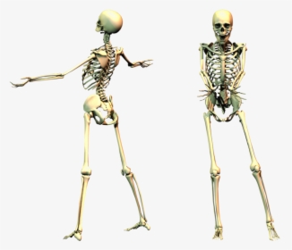Full Body Skeleton Transparent - Spooky Skeleton Png, Png Download, Transparent PNG