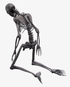 Full Body Skeleton Transparent Images - Bones Go Snap Snap, HD Png Download, Transparent PNG
