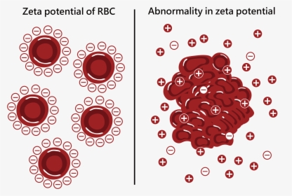 Zetal Potential Of Red Blood Cell - Zeta Potential Of Red Cells, HD Png Download, Transparent PNG