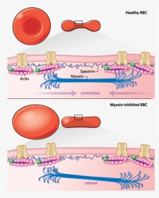Transparent Red Blood Cells Png - Red Blood Cell Membrane, Png Download, Transparent PNG