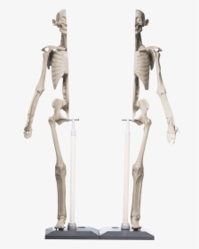 Anatomy In Clay Maniken, HD Png Download, Transparent PNG
