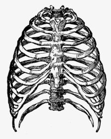 Skeleton Rib Cage Png, Transparent Png, Transparent PNG