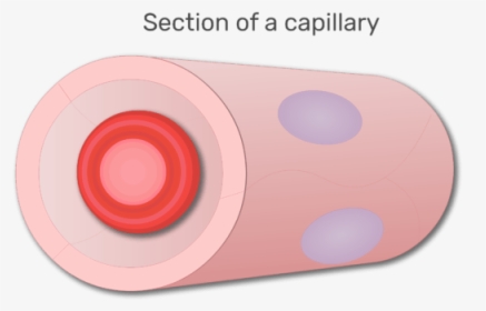 A Red Blood Cell In A Section Of Capillary Animation - Circle, HD Png Download, Transparent PNG