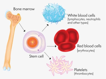 A Stem Cell And The Blood Cells It Can Produce - Clipart Of Bone Marrow, HD Png Download, Transparent PNG