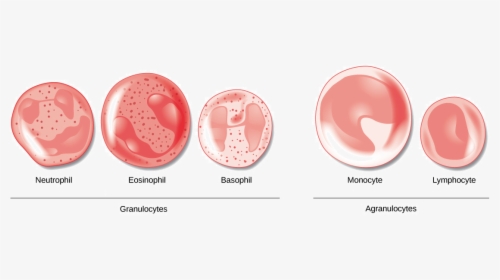 Different Agranulocytes And Granulocytes, HD Png Download, Transparent PNG