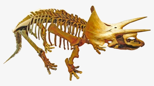 Palaeontology Png, Transparent Png, Transparent PNG