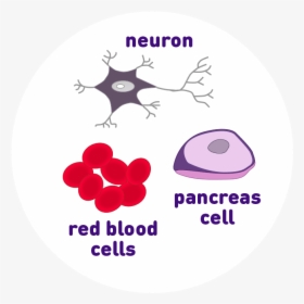 Neuron, Pancreas Cell, And Red Blood Cell Icons - Circle, HD Png Download, Transparent PNG