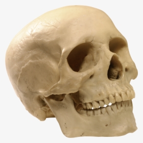 Skeleton Head Png Picture - Human Skull Transparent Background, Png Download, Transparent PNG