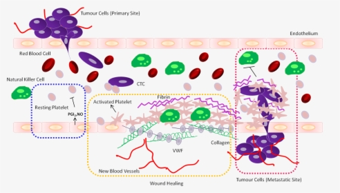 Platelets And Cancer Metastasis, HD Png Download, Transparent PNG