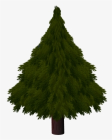 Transparent Tree Texture Png - Christmas Pine Texture Draw, Png Download, Transparent PNG