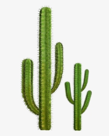 Cactus Png, Transparent Png, Transparent PNG