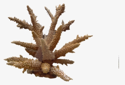 Coral Png Photo - Coral .png, Transparent Png, Transparent PNG