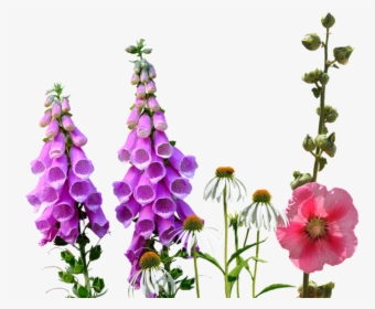 Transparent Wild Flowers Png - Wildflowers Png, Png Download, Transparent PNG