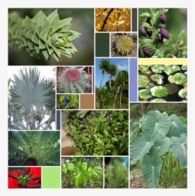 Leaf Varieties - Non Flowering Plants Chart, HD Png Download, Transparent PNG