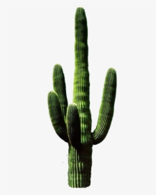 Cactus Transparent Background, HD Png Download, Transparent PNG
