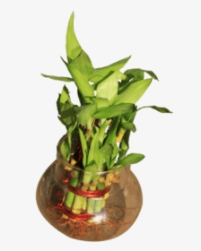Heliconia, HD Png Download, Transparent PNG