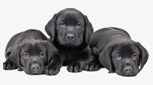 Three Cute Puppy Black Lab - Black Labrador Puppy Three, HD Png Download, Transparent PNG