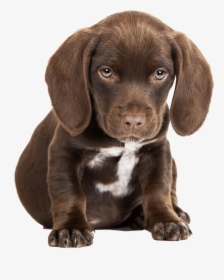 Cute Puppies Free Pictures - Cute Sad Puppy Png, Transparent Png, Transparent PNG